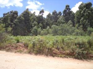 Terreno para venda