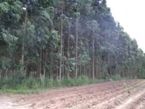 Terreno para venda